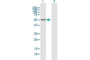 Western Blot analysis of NFIX expression in transfected 293T cell line by NFIX MaxPab polyclonal antibody. (NFIX Antikörper  (AA 1-441))