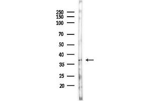 Western blot analysis of lysates from Mouse testis, using OR51P Antibody at 1/1000 dilution. (OR51A1P Antikörper  (N-Term))