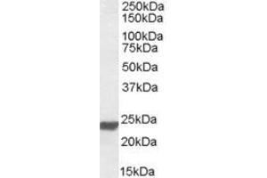 Western Blotting (WB) image for anti-High Mobility Group Box 3 (HMGB3) (AA 165-179) antibody (ABIN490535) (HMGB3 Antikörper  (AA 165-179))