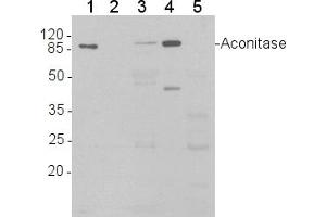 Image no. 1 for anti-Aconitase 1 (ACO1) (C-Term), (N-Term) antibody (ABIN488534) (Aconitase 1 Antikörper  (C-Term, N-Term))