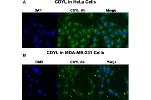 Immunofluorescent staining of HeLa (A) and MDA-MB-231 (B) cells with CDYL polyclonal antibody  at 4 ug/mL working concentration. (CDYL Antikörper  (N-Term))