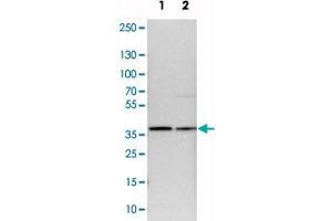 Western blot analysis of cell lysates with CCDC50 polyclonal antibody  at 1:250-1:500 dilution. (CCDC50 Antikörper)