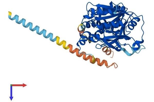 GALNTL5 Protein (AA 1-431) (His tag)
