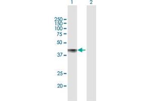Western Blot analysis of CDCP1 expression in transfected 293T cell line by CDCP1 MaxPab polyclonal antibody. (CDCP1 Antikörper  (AA 1-343))