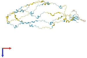 FAM154A Protein (AA 1-474) (His tag)