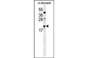 Western blot analysis in mouse stomach tissue lysates (35 ug/lane) using S100Z Antibody (Center) Cat. (S100Z Antikörper  (N-Term))