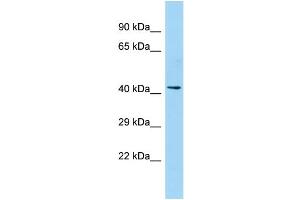 Western Blotting (WB) image for anti-Pentatricopeptide Repeat Domain 2 (PTCD2) (N-Term) antibody (ABIN2790854)