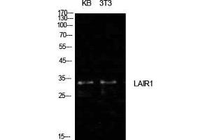 Western Blot (WB) analysis of KB, NIH-3T3 cells using CD305 Polyclonal Antibody. (LAIR1 Antikörper  (Internal Region))