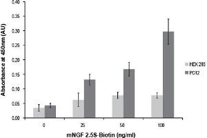 mouse NGF 2. (NGF 2.5S protein (Biotin))