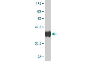 Western Blot detection against Immunogen (36. (BARX1 Antikörper  (AA 1-100))