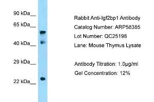 Western Blotting (WB) image for anti-Insulin-Like Growth Factor 2 mRNA Binding Protein 1 (IGF2BP1) (N-Term) antibody (ABIN2787658)