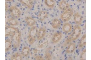 IHC-P analysis of Mouse Kidney Tissue, with DAB staining. (Peroxiredoxin 5 Antikörper  (AA 1-210))