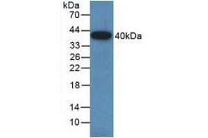 Western blot analysis of recombinant Rat GAP43. (GAP43 Antikörper  (AA 8-226))