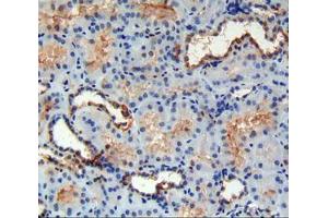 IHC-P analysis of kidney tissue, with DAB staining. (FAM132A Antikörper  (AA 92-241))