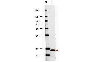 Western blot using  anti-Human IL17-F antibody shows detection of a band ~15 kDa in size corresponding to recombinant human IL17-F (lane 1). (IL17F Antikörper)