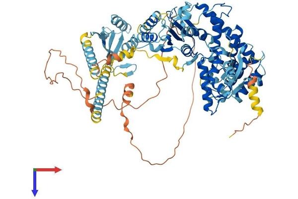SPG7 Protein (AA 1-781) (His tag)