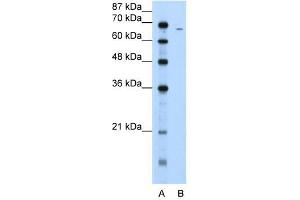 Fibrinogen Alpha antibody used at 5 ug/ml to detect target protein. (FGA Antikörper  (N-Term))