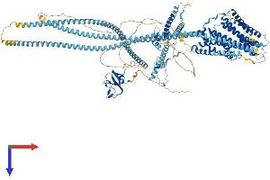 Dynactin 1 Protein (DCTN1) (AA 1-1278) (His tag)