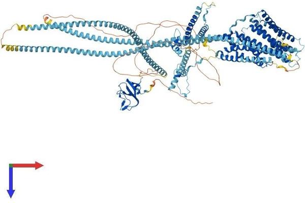 Dynactin 1 Protein (DCTN1) (AA 1-1278) (His tag)