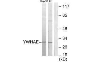 Western blot analysis of extracts from HepG2 cells and Jurkat cells, using 14-3-3 ε antibody. (YWHAE Antikörper  (C-Term))