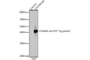 Western blot analysis of extracts of normal 293T cells and 293T transfected with GFP-tagged fusion protein,using GFP antibody (ABIN3020570, ABIN3020571, ABIN3020572 and ABIN1512944) at 1:1000 dilution. (GFP Antikörper  (AA 1-238))
