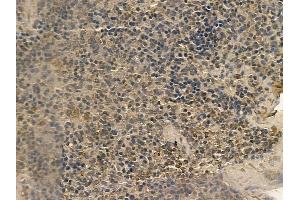 SP110 Mouse Monoclonal Antibody at 1/100 staining mouse spleen tissue by IHC-P.