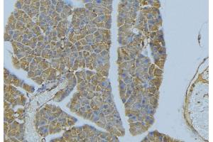 ABIN6277305 at 1/100 staining Human pancreas tissue by IHC-P. (Neuregulin 4 Antikörper  (C-Term))