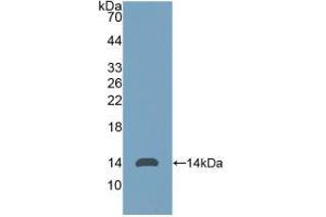 Western blot analysis of recombinant Human AMH. (AMH Antikörper  (AA 453-560))