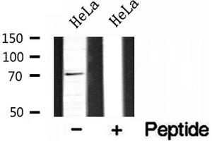 Western blot analysis of extracts of HeLa cells, using BRD7 antibody.