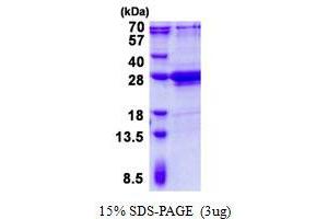 Amelogenin, X-Linked (AMELX) (AA 17-191) protein (His tag)