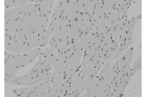 ABIN6273462 at 1/100 staining Mouse heart tissue by IHC-P. (CENPN Antikörper  (C-Term))