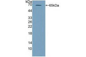 Western blot analysis of recombinant Mouse PRF1. (Perforin 1 Antikörper  (AA 40-355))
