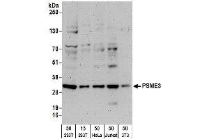 Western Blotting (WB) image for anti-PSME3 (PSME3) (AA 204-254) antibody (ABIN7454979) (PSME3 Antikörper  (AA 204-254))