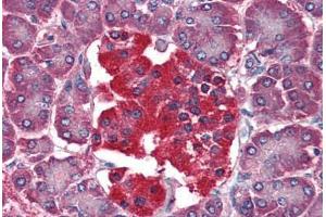 Human Pancreas (formalin-fixed, paraffin-embedded) stained with YWHAQ antibody ABIN364361 at 10 ug/ml followed by biotinylated anti-mouse IgG secondary antibody ABIN481714, alkaline phosphatase-streptavidin and chromogen. (14-3-3 theta Antikörper  (AA 1-245))