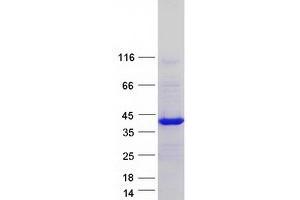 Western Blotting (WB) image for Polyglutamine Binding Protein 1 (PQBP1) (Transcript Variant 3) protein (Myc-DYKDDDDK Tag) (ABIN2729533)