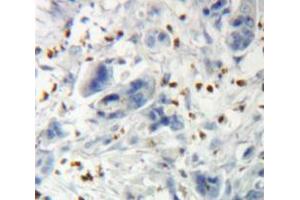 IHC-P analysis of Pancreas tissue, with DAB staining. (THRB Antikörper  (AA 239-457))