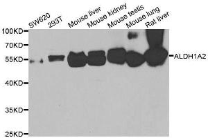 ALDH1A2 Antikörper  (AA 1-180)