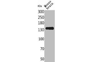 Western Blot analysis of mouse brain cells using Contactin 1 Polyclonal Antibody (Contactin 1 Antikörper  (N-Term))