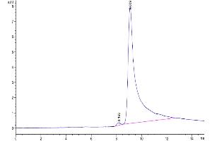 The purity of Cynomolgus Transthyretin is greater than 95 % as determined by SEC-HPLC. (TTR Protein (AA 21-147) (His tag))