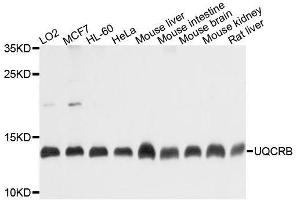 Western blot analysis of extracts of various cell lines, using UQCRB antibody. (UQCRB Antikörper  (AA 1-111))