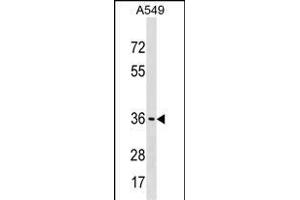 ART5 Antibody (Center) (ABIN1537873 and ABIN2850290) western blot analysis in A549 cell line lysates (35 μg/lane). (ART5 Antikörper  (AA 148-177))