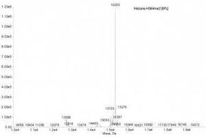 Mass Spectrometry (MS) image for Histone 3 (H3) (H3K4me2) protein (ABIN2669565) (Histone 3 Protein (H3) (H3K4me2))