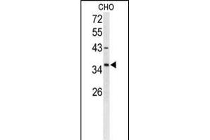 Western blot analysis of FOXL1 Antibody (Center) (ABIN653159 and ABIN2842727) in CHO cell line lysates (35 μg/lane). (FOXL1 Antikörper  (AA 94-119))