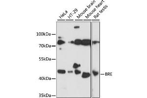 Western blot analysis of extracts of various cell lines, using BRE antibody. (BRE Antikörper)