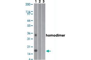 Western blot analysis of Lane 1: human, Lane 2: mouse and Lane 3: rat full-length IL17A recombinant protein with IL17A monoclonal antibody, clone 4K5F6  at 0. (Interleukin 17a Antikörper  (AA 1-75))