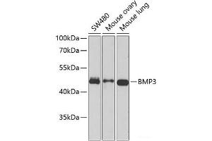 Western blot analysis of extracts of various cell lines using BMP3 Polyclonal Antibody at dilution of 1:1000. (BMP3 Antikörper)