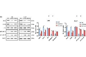 SKA3 inhibited the interaction between CDK2 and p53. (SKA3 Antikörper  (AA 201-300))