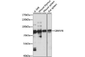 Western blot analysis of extracts of various cell lines, using GIMAP8 antibody (ABIN6293171) at 1:1000 dilution. (GIMAP8 Antikörper)
