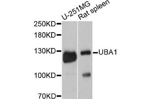 Western blot analysis of extracts of various cell lines, using UBA1 antibody. (UBA1 Antikörper)