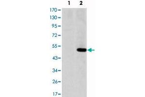 Western blot analysis using MMP1 monoclonal antibody, clone 6A5  against HEK293 (1) and MMP1-hIgGFc transfected HEK293 (2) cell lysate.